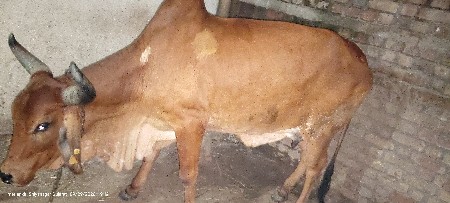 દેશી ગાય વેચવા ની છે