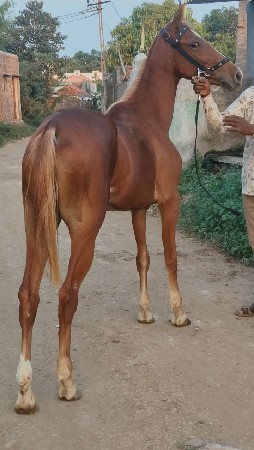 વછેરી