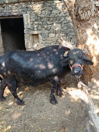 ભેસ વેચવાની છે