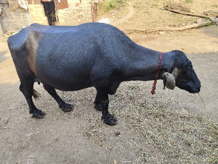 ભેસ વેચવાની છે