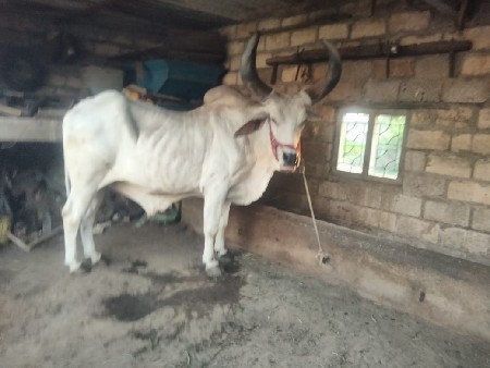 બળદ વેસવા નો છે