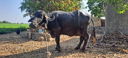 ભેંસ વેચવાની છે