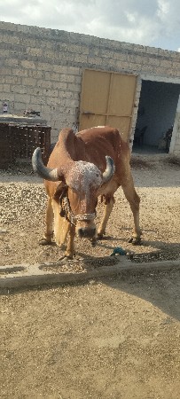 aapedevani se
