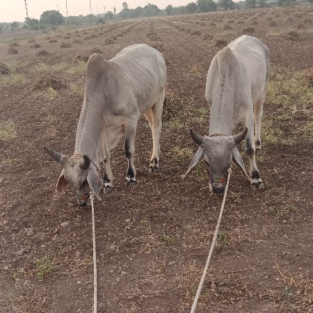 ગોધલા‌ વેચવાનાછૈ