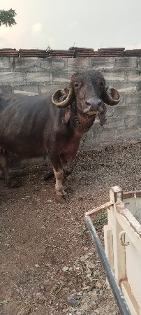 વેચવાની છે