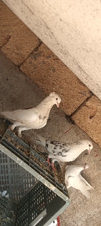 કબૂતર ની જોડી વેચવાની છે