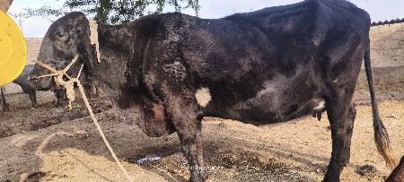 ગાય વેસવાની સે
