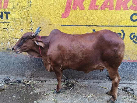 લાલ હોડકી વેચવાની છે