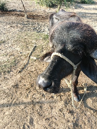 પાડો વેચવાનો છે અને ફૂટેલો છે