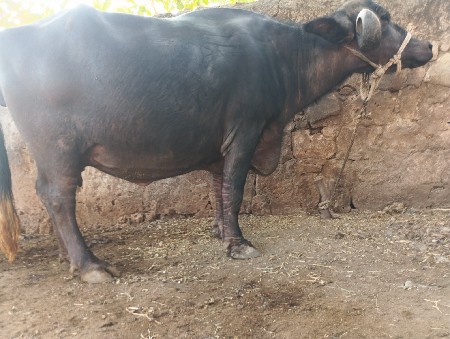 જાફરી ભેંસ વેચવાની છે