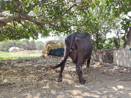 ભેસ વેચવાની છે