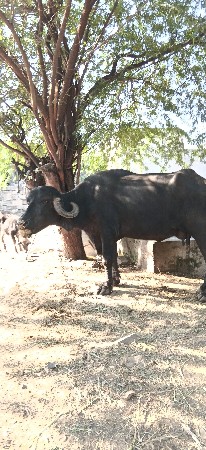 ભેંસ વેચવાની છે
