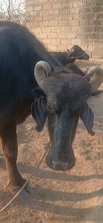 પેલુ વેતર ખડેલી વૈચવા ની છે