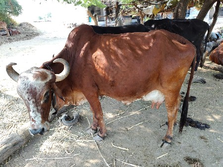 ગીર ગાય વેસવાની સે
