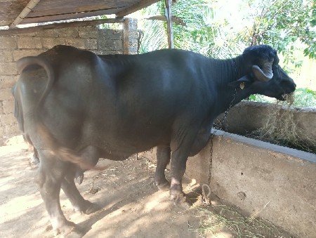 ભેંસ વેચવાની છે