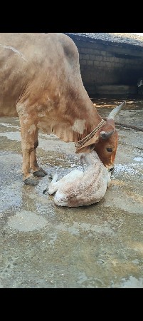દેશી ગાય વેચવાની છે