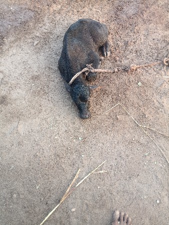 ભેંસ વેચવાની છે