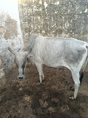 5 ગાય વેચવાની છે