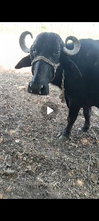 આ ખરેલી વેચવાની છે