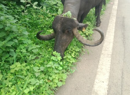 ત્રીજું વેતર ભેંસ
