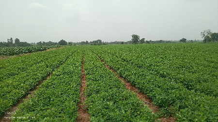 મગફળી નો ભૂકો વેચવાનો છે