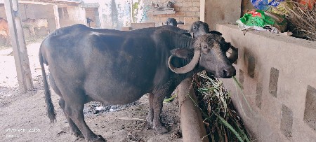 ભેંસ વેચવાની છે