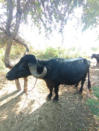 ભેશ વેચવાની છે
