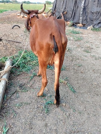 વેચવાની છે