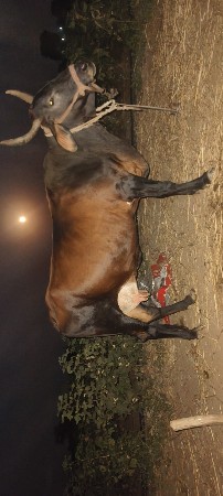 જર્સી ગીર ક્રોસ ગાય