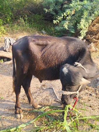વેસવા ના છે