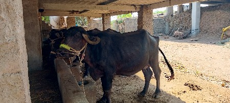 ભેસ વેચવાની છે