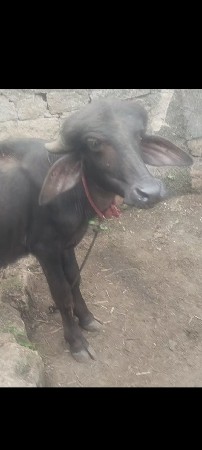 બે ખડલા વેચવાના છે