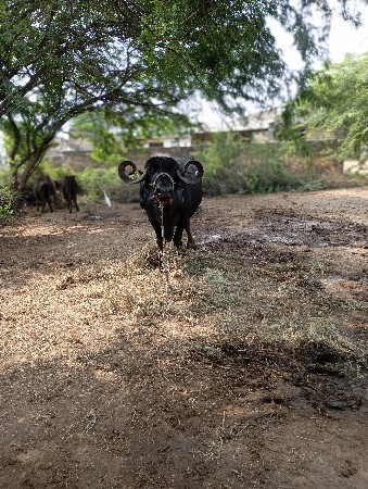 ભેસ વેચવાની છે