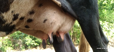 ગાય દેવાની છે