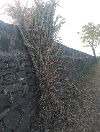 સાર