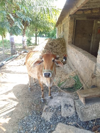 ગાય વેચવાની છે