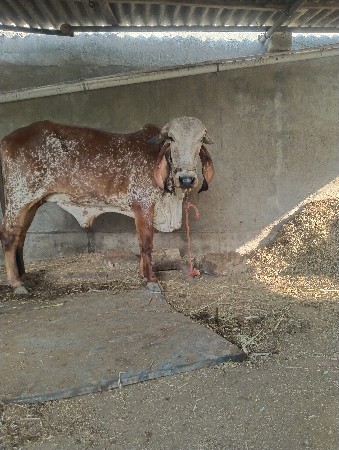 કાળી ગાય 20 દિવસ નિ કાચી સે