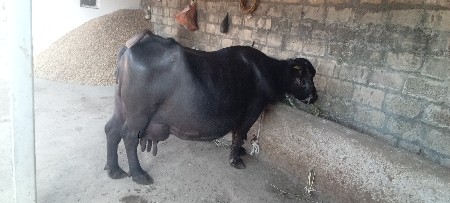 4 vedar yahan se 4 Devahsma