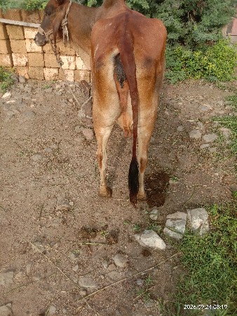 ગાય વેચવાની છે