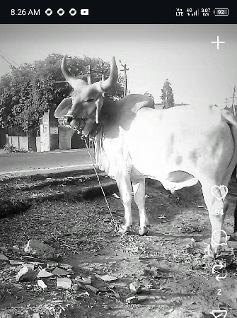 જુનાગઢ કેશોદ જુનાગઢ કેશોદ