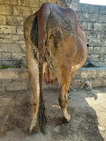 ગાય  વેસવા ની છે