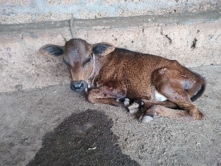 ઓરીજનલ Hf વાછડી વેચવા ની છે