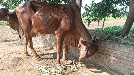ગાય વેચવાની છે