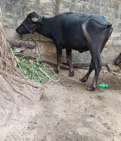 ખણેલી પાડી