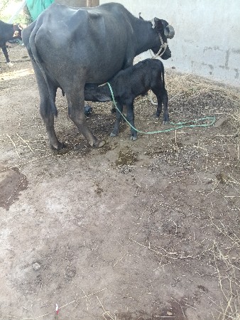 ખડેલી