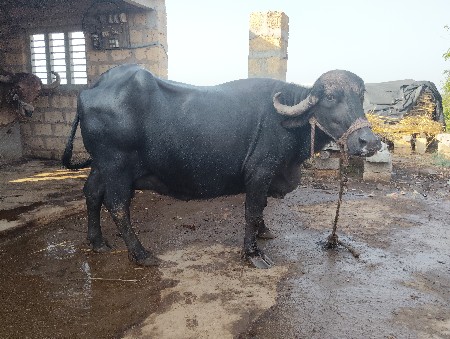 bhas vasvani se