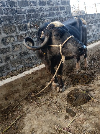 આ ભેસ બેસવાની છે