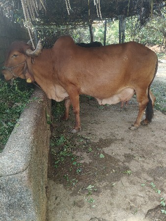 gir gay 3 ju vetar hav hoji