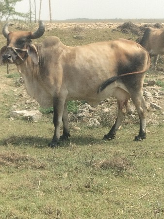 ત્રીજું વેતર