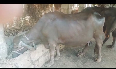 ભેંસ આપી દેવા ની સે